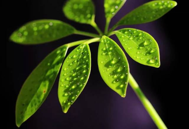 保健酒饮用小知识‘泛亚电竞平台’