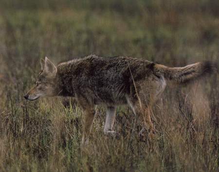 MIUI 11稳定版来了：首批支持12款-泛亚电竞